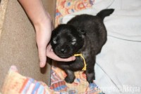 /album/treti-tyden/nemecky-vlci-spic-155-jpg/